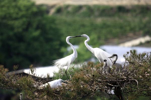 왜가리생태관 인근 소나무 군락지에서 관찰된 백로와 왜가리의 번식 장면. 의성군