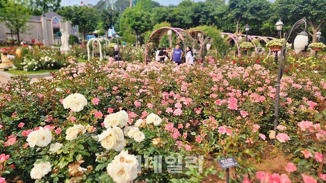 에버랜드 로로티 장미축제 현장