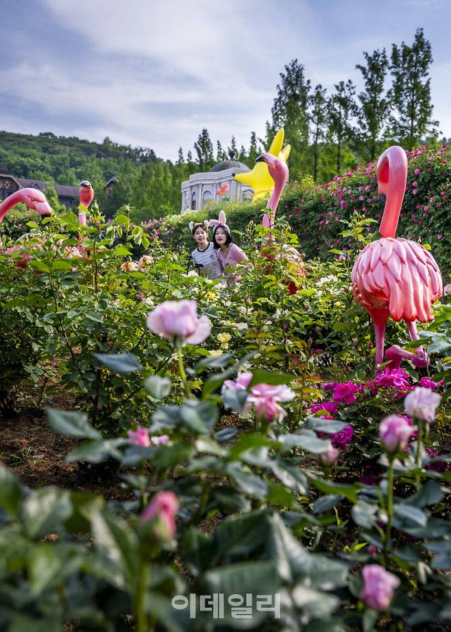 에버랜드 로로티 장미축제 현장