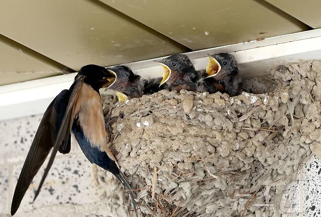 충북 괴산군 불정면 목도시장 상가 처마 밑 제비 둥지에서 어미 제비가 새끼들에게 먹이를 물어다 주고 있다.(괴산군 제공. 재판매 및 DB금지)2025.06.04//뉴스1 2025.6.4/뉴스1