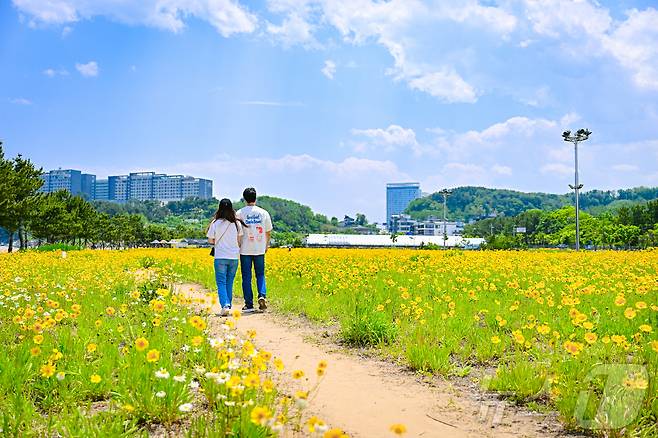 4일 오전 강원 속초해수욕장 인근 산책로에 노란 금계국이 활짝 펴 나들이객들의 눈길을 사로잡고 있다. (속초시 제공, 재퍈매 및 DB 금지) 2025.6.4/뉴스1 ⓒ News1 윤왕근 기자