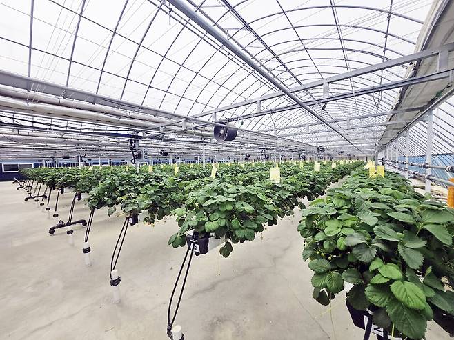 동천안농협 스마트농업센터의 과채류 재배 시설 모습. 박하늘 기자
