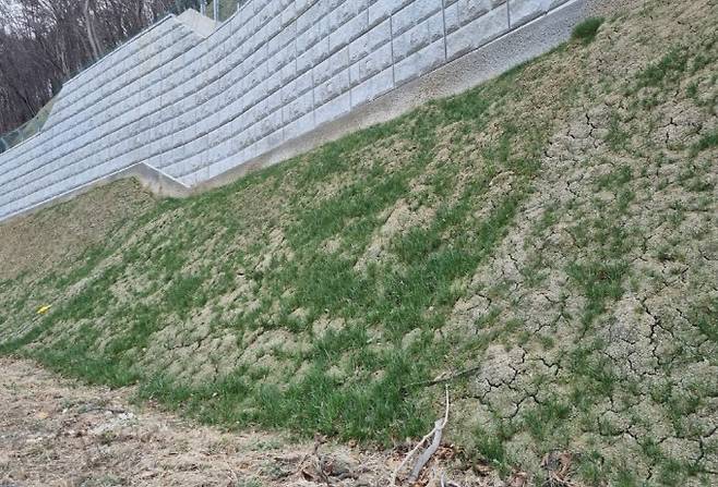 충북 보은군 국도변에 콘크리트 비탈면 생태복원기술을 시공한 뒤 7개월이 지나자 식물이 풍성하게 자랐다. 한국지질자원연구원 제공.