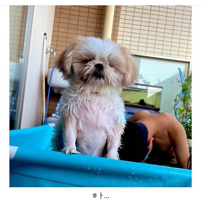 Screenshot_20230822_164921_Instagram.jpg 개를 체력으로 이길 수 있는건 작은사람 뿐이다 개를 체력으로 이길 수 있는건 작은사람 뿐이다 .jpg