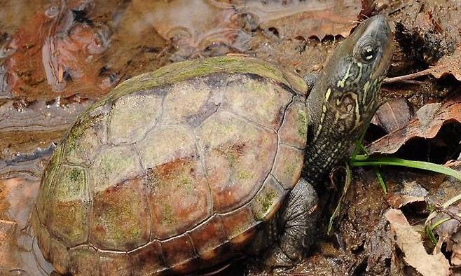 고대 가야국의 수로왕 탄생 설화를 담은 시가 ‘구지가’의 주인공 남생이가 ‘6월의 멸종위기 야생생물’로 선정됐다. 국립생물자원관 제공