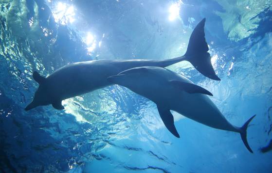 생후 만 2년 8개월 때 돌고래 '고장수'(오른쪽)가 어미인 '장꽃분'과 함께 유영하고 있는 모습. 연합뉴스