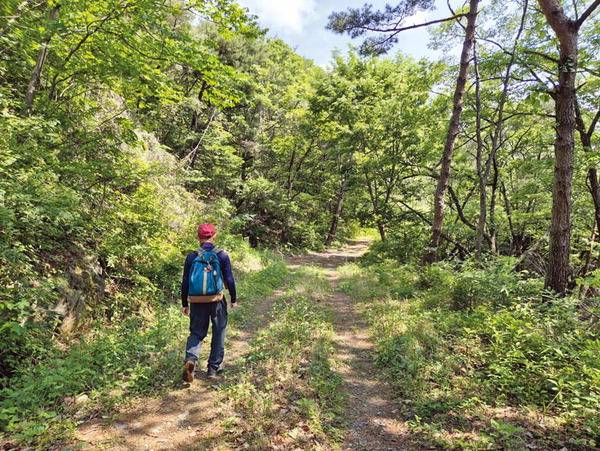 칼바위 능선으로 붙기 위해 임도를 따라가는 취재팀.