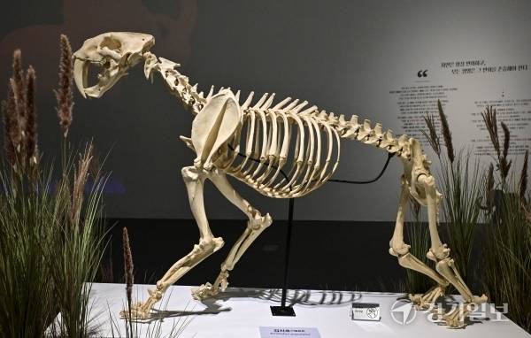 전곡선사박물관의 상반기 기획전인 ‘아름답고 슬픈 멸종동물 이야기’ 중 검치호(스밀로돈) 뼈 모형 복원모습. 홍기웅기자