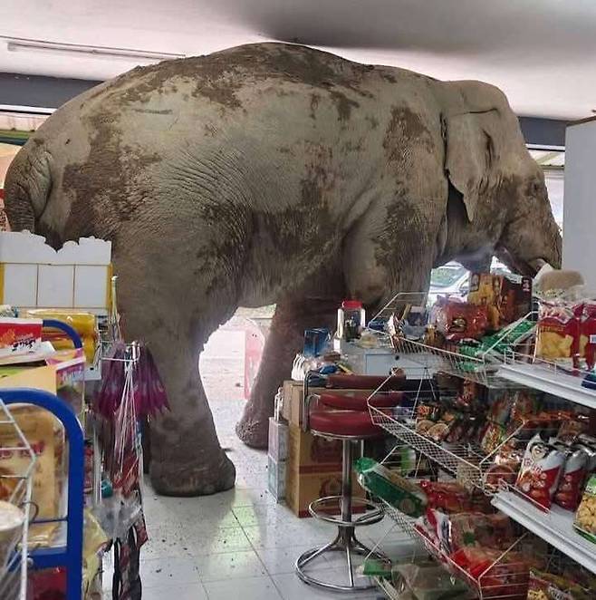 태국의 편의점에 침입한 코끼리 [온라인커뮤니티 캡처]
