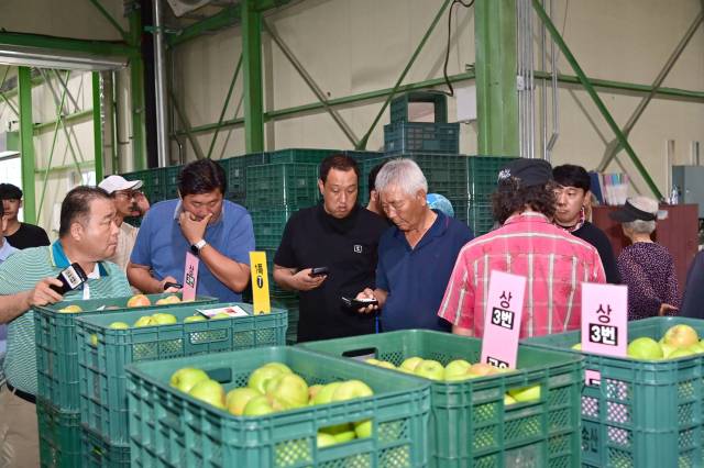 ▲상인들이 최근 청송군 농산물공판장에서 진행된 2024년산 사과 경매에 앞서 상품을 둘러보고 있다 ⓒ청송군청