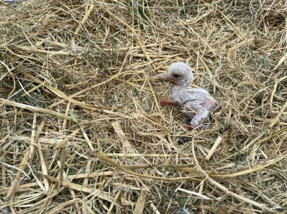 일본에서 부화한 유조황새. 예산군 제공