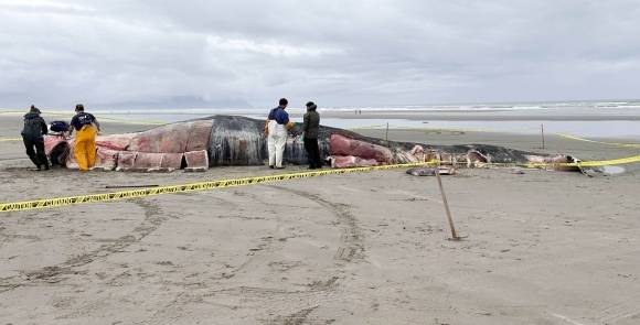 오리건주 해안에서 사체로 발견된 거대 향유고래. Seaside Aquarium