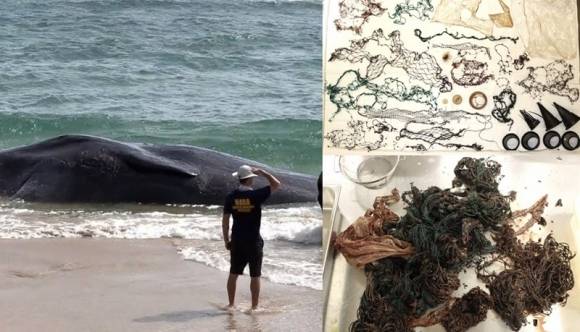 2023년 하와이 카우아이섬에서 사체로 발견된 향유고래와 배 속에서 나온 쓰레기들. 영상 캡처