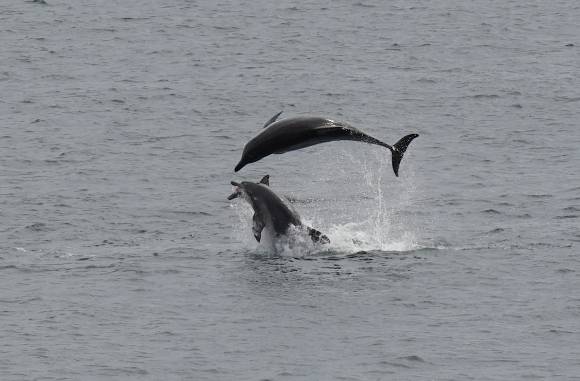 2022년 9월 22일 남방큰돌고래 구강암 턱이의 모습. 제주대학교 고래·해양생물보전연구센터·다큐제주 제공