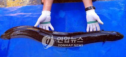 천연기념물 무태장어 제주도 서귀포시 천제연 3단폭포 부근에서 잡힌 몸길이 104㎝, 몸통둘레 24㎝, 무게 4.17㎏짜리 대형 무태장어. 뱀장어과인 무태장어는 지난 79년 8월 천연기념물 258호로 지정된 이후 공식적으로 서식 여부가 확인되지 않았었다. /홍정표/사회/   2001.7.9  (서귀포=연합뉴스)       
jphong@yonhapnews.co.kr (끝)