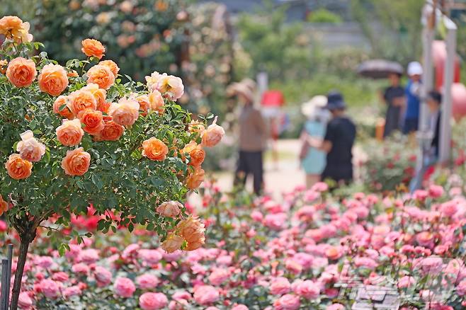 전북 임실군 치즈테마파크 유럽형 장미원에 각종 색의 장미꽃이 자태를 뽐내고 있다.(임실군 제공. 재판매 및 DB금지)2025.6.4/뉴스1
