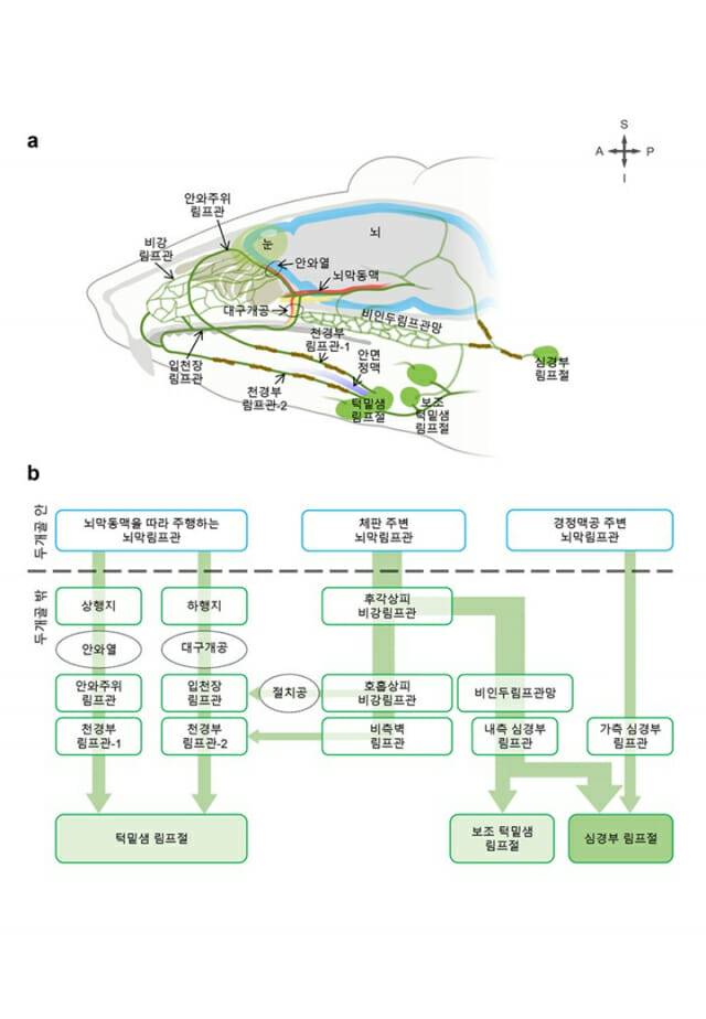 IBS 연구진이 림프관을 통한 뇌척수액 배출 새 경로를 찾았다. 그림은 경로 모식도.
