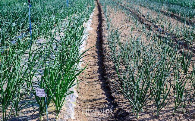 양파의 멀칭(왼쪽)과 무멀칭 재배 시험 모습. ⓒ데일리안 배군득 기자