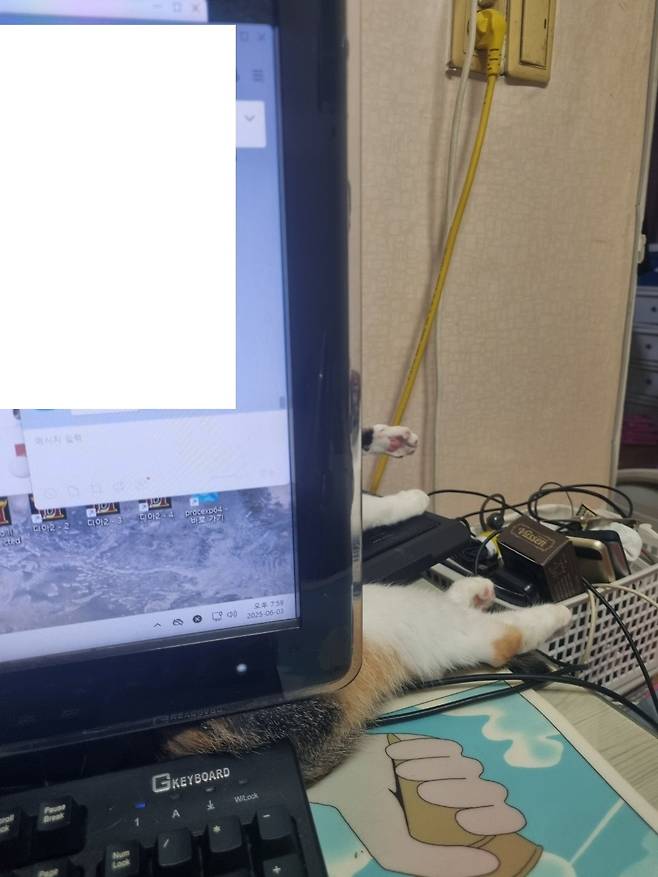 KakaoTalk_20250605_145843515_03.jpg 오랜만에 나비 신비 생존신고!!