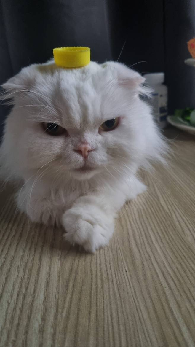 고양이는 머리 위 병뚜껑 올리면 가만히 있는다고 합니다.