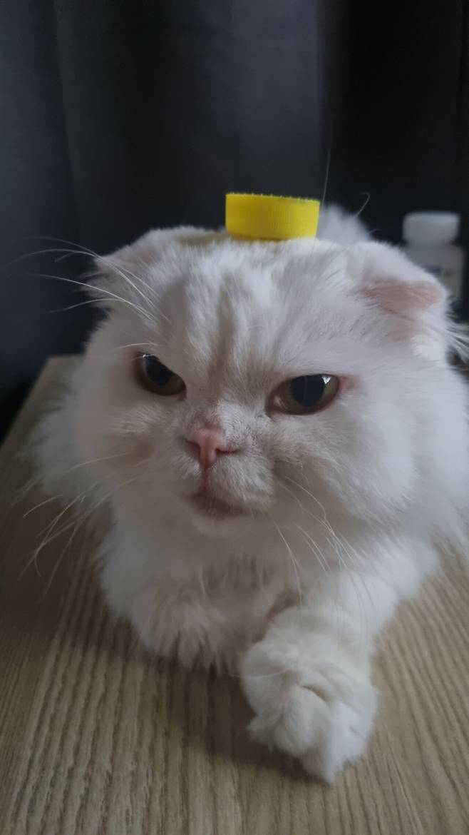 고양이는 머리 위 병뚜껑 올리면 가만히 있는다고 합니다.