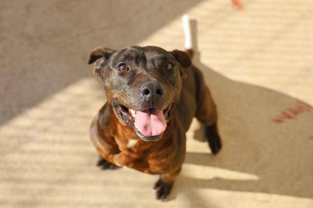 투견판에 동원됐다는 이력에 편견이 생길 수 있지만, 두유는 공격성보다 사람에게 애착을 보이는 성격이다. 동물자유연대 제공