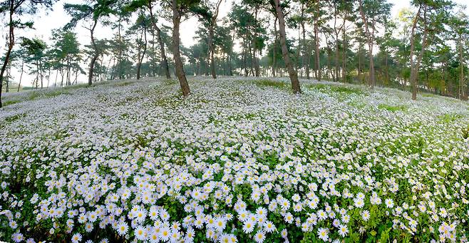 정읍 구절초 마을