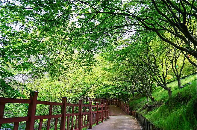 정읍은 여름에도 멋지다. 정읍사 오솔길 2코스, 내장호수길