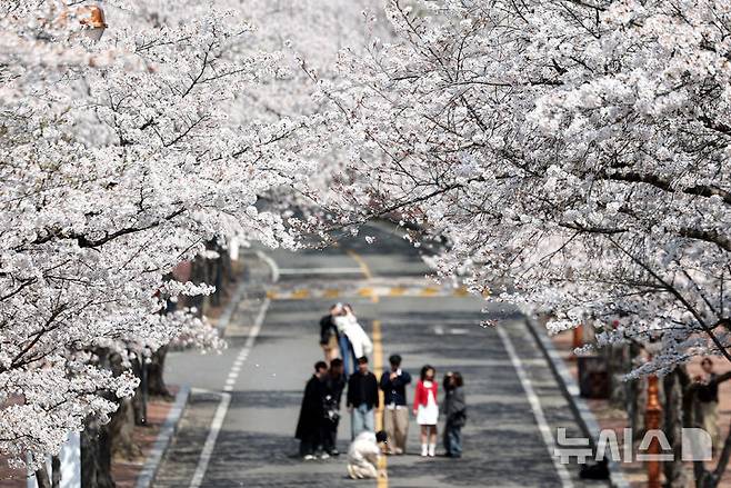 [대구=뉴시스] 이무열 기자 = 포근한 봄 날씨를 보인 3일 대구 달서구 계명대학교 성서캠퍼스에서 학생들이 만개한 벚꽃 배경으로 사진을 찍고 있다. 2025.04.03. lmy@newsis.com