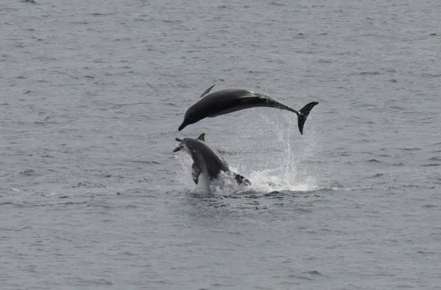 2022년 9월 22일 남방큰돌고래 턱이의 모습. 제주대학교 고래·해양생물보전연구센터·다큐제주 제공