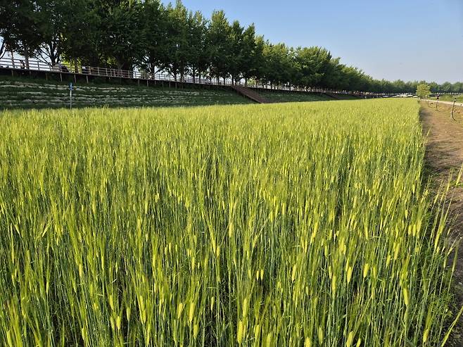 곡교천 청보리  [아산시 제공. 재판매 및 DB 금지]