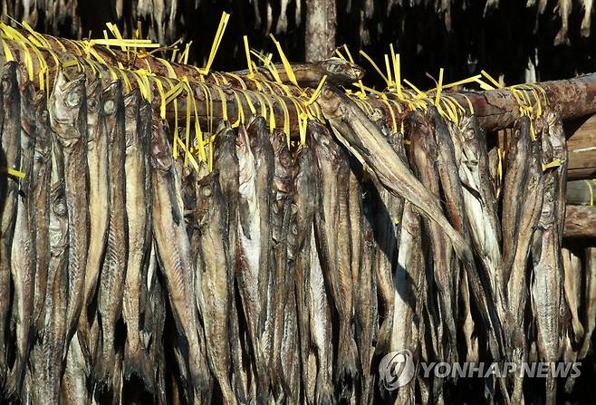 황금 황태로 익어간다 [촬영 이재현]