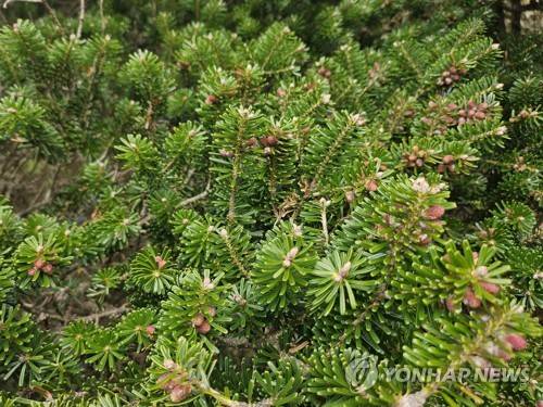 한라산 영실 구상나무 [연합뉴스 자료사진]