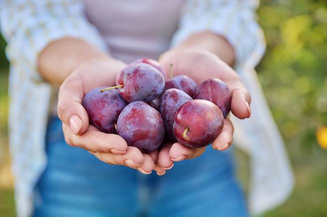 자두는 섬유질, 미네랄, 그리고 특정 비타민을 보충하는 간편한 간식이다. [사진=게티이미지뱅크]