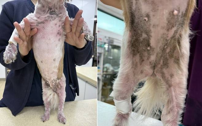 전신 발적 및 태선화가 진행되고 있던 코리의 피부 상태(고려동물메디컬센터 제공) ⓒ 뉴스1