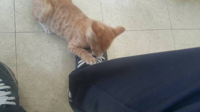 Internet_20250606_102959_2.jpeg 사무실을 구한 고양이 .jpg