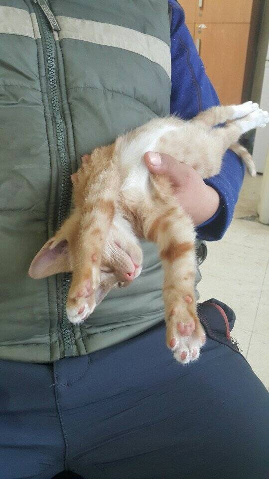 Internet_20250606_102959_5.jpeg 사무실을 구한 고양이 .jpg