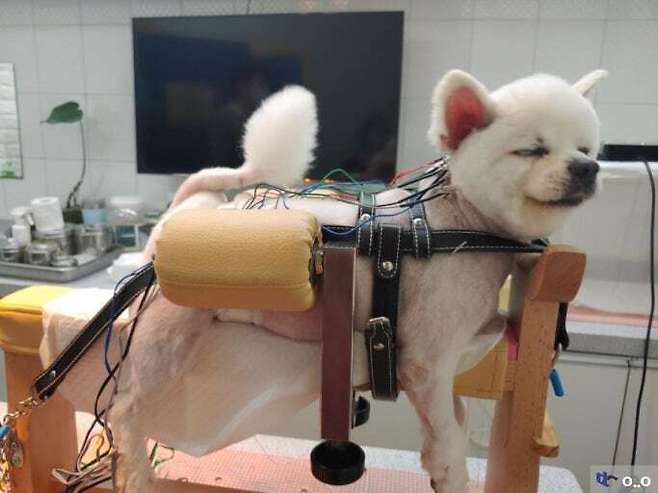 1000013587.jpg 강아지 한방 침 치료