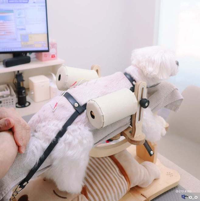 1000013589.jpg 강아지 한방 침 치료