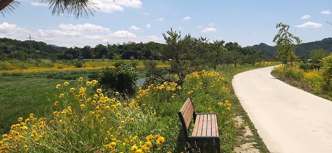 충남 공주시 유구읍을 비스듬히 끼고 흐르는 유구천변은 해마다 6월 초면 큰 금계국이 뒤덮는다. 6월의 코스모스라 불리며 번식력이 워낙 왕성해 일본 등에서는 생태교란 종으로 지정되기까지 한 큰 금계국이 천변을 따라 수 킬로 미터 이어져 장관이다. 필자의 농막이 근처에 있어 이맘때 나와서 꽃구경을 한다.