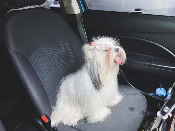 여름철 차량에 반려견을 혼자 두면 열사병에 걸릴 위험이 크다./사진=게티이미지뱅크