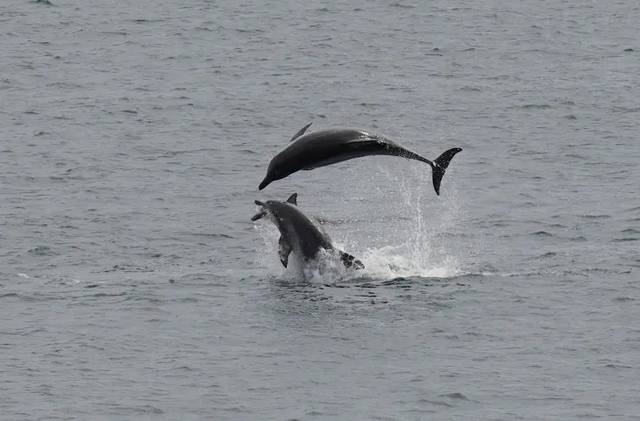 최근 숨진 채 발견된 주둥이 기형 돌고래 ‘턱이’. 제주대학교 고래·해양생물보전연구센터·다큐제주 제공