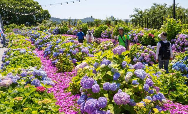 울산 장생포 고래문화마을에 핀 수국. 사진제공=울산시