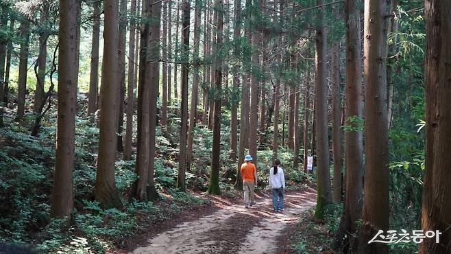 장흥 천관산자연휴양림의 비자나무숲길. 휴양림은 웅장한 산세를 자랑하는 천관산 깊은 산중에 조성해 수종이 다양하다     장흥｜김재범 기자 oldfield@donga.com