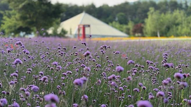 강원 고성 라벤더  [고성하늬라벤더팜 제공. 재판매 및 DB 금지]