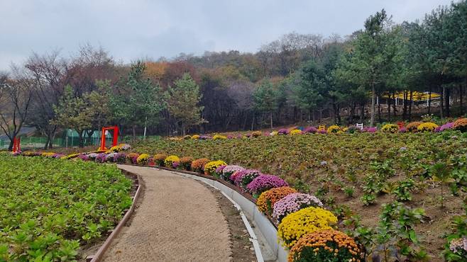자일산림욕장 수국공원. 사진=의정부시청