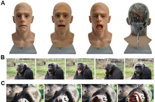 인조인간이 하품하면 침팬지가 따라했다. 일부는 눕는 시늉도 했다. /사이언티픽 리포트
