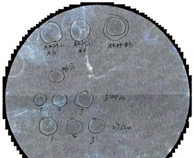 미시간 동부 지방 법원이 공개한 이 사진에서 미국 보건당국이 발견한 독성 곰팡이 병원균. /연합뉴스
