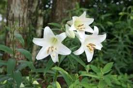 24b0d121e0c170f438f698bf06d4231d21e296fe5c10cf7f72