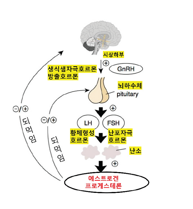 에스트로겐 파도: 배 속에서 미니 사춘기까지의 호르몬